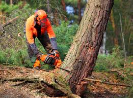 How Our Tree Care Process Works  in Falls Creek, PA